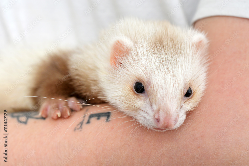 Cute red ferret Cute red ferret