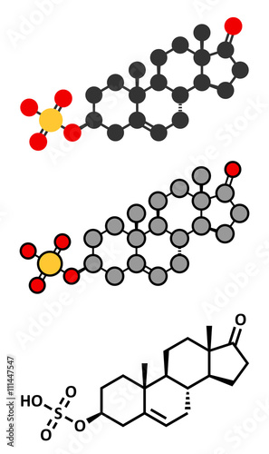 Dehydroepiandrosterone sulfate (DHEA-S) natural hormone molecule