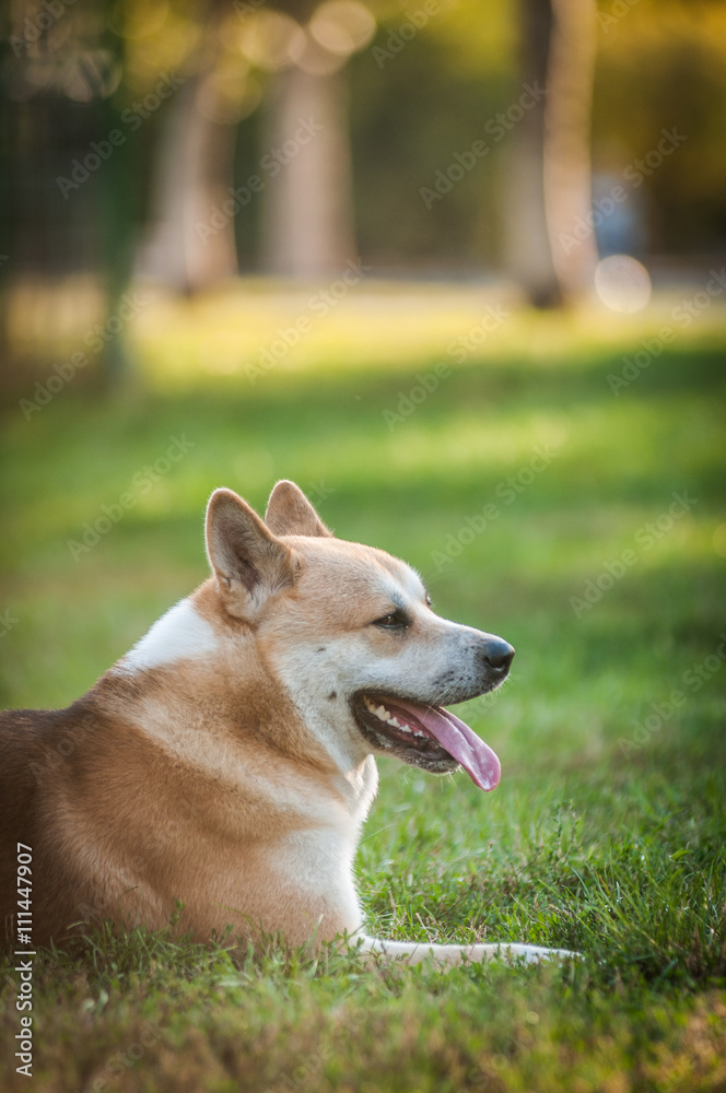 Shiba Inu dog in park Shiba Inu dog in park