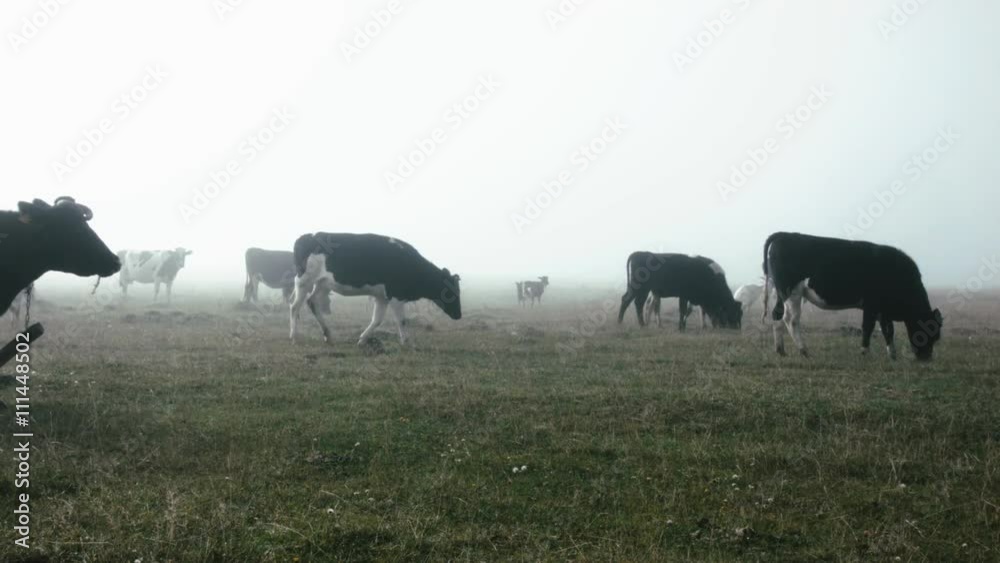 Cows walking in the field on foggy morning Cows walking in the field on foggy morning