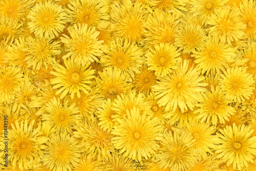 floral bright background of yellow dandelions 
