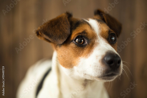 Portrait of little Jack Russell puppy sitting alone on the stair