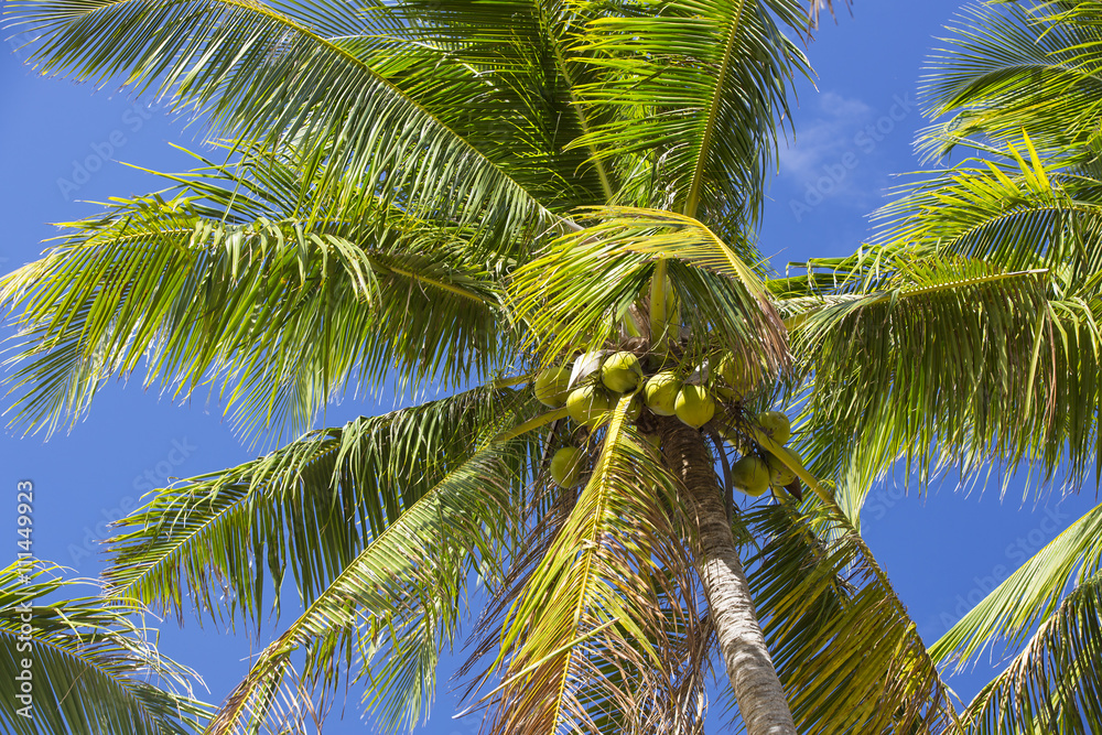 Fototapeta premium coconut grove with mature coconuts summer in the tropics