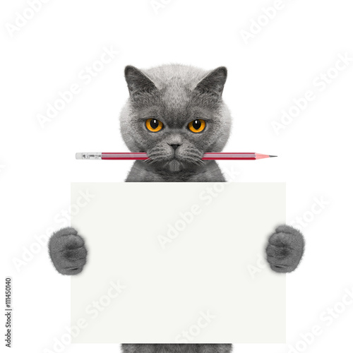 Fototapeta Naklejka Na Ścianę i Meble -  cat holding a pencil and blank