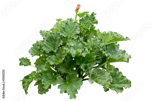 Rhubarb (Rheum rhabarbarum L.) plant growing in the garden isolated on white