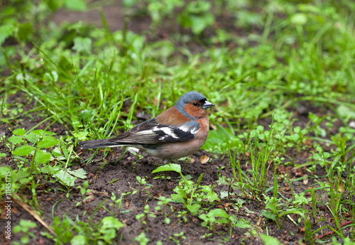 The male Chaffinch is sitting on a wet grass. Fringilla coelebs. Selective focus