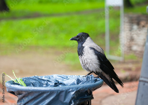 Crow bird in a garbage urn, in search of food. Selective focus photo