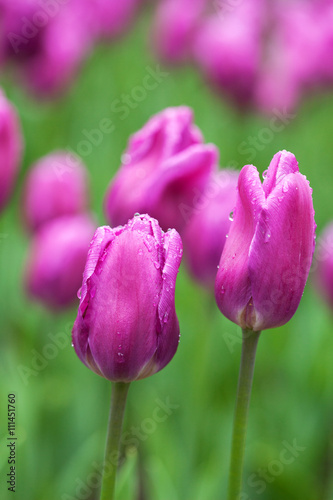 Purple tulips with drops of water over a green grass background.