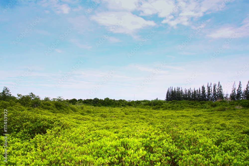 Obraz premium Mangrove in Thailand