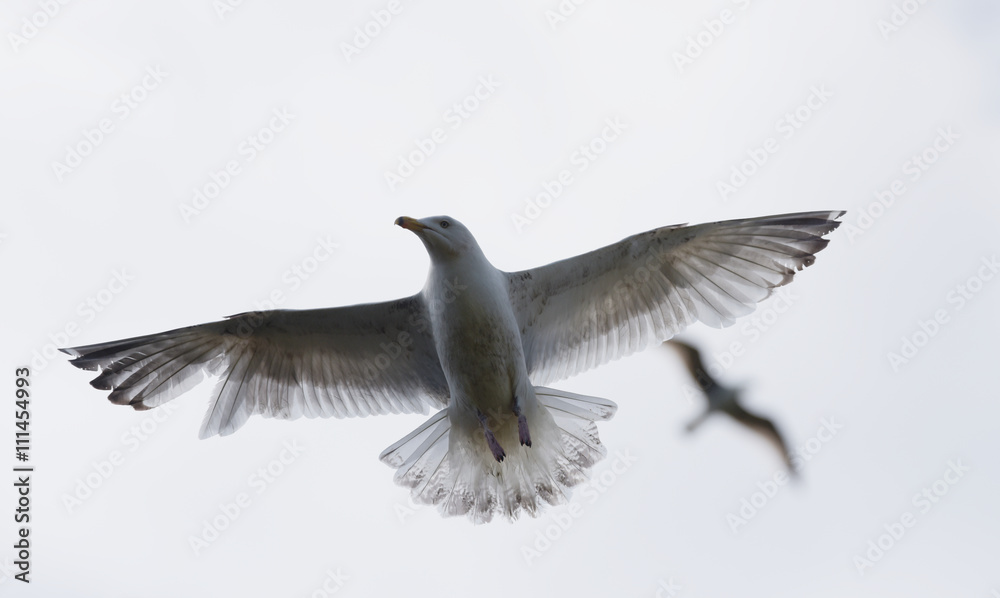 Herring Gull