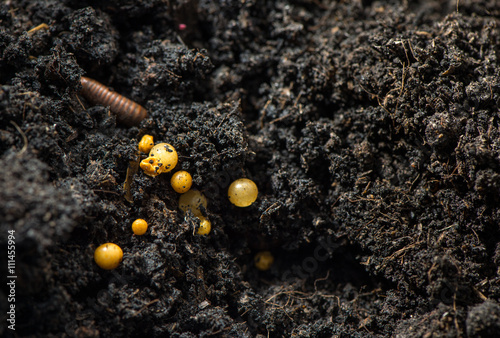 Millipede, Myriapoda in soil . photo