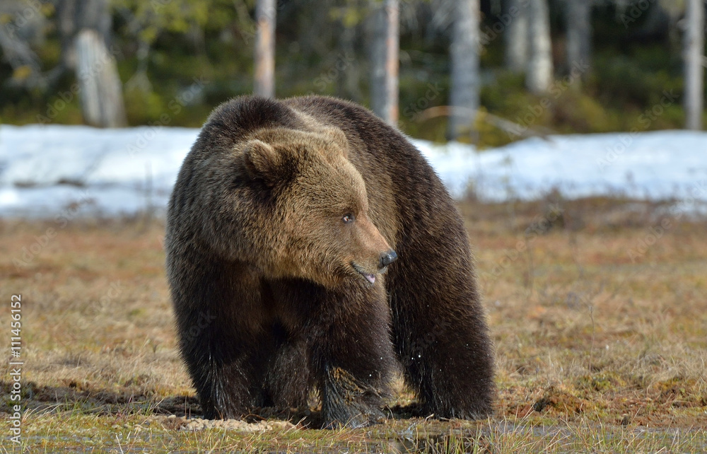 Fototapeta premium Brown Bear (Ursus arctos) in spring forest.