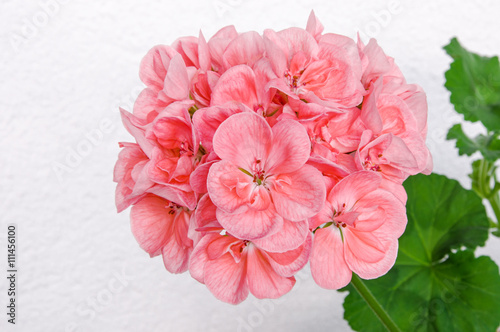 Branch of spring blossom with pink cranesbill (pelargonium, gera