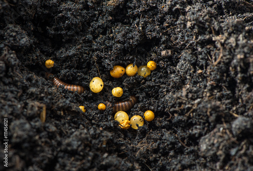 Millipede, Myriapoda in soil . photo