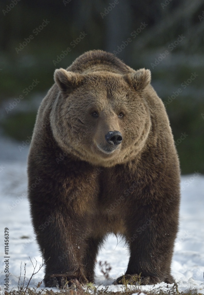 Brown Bear (Ursus arctos) in spring forest. Brown Bear (Ursus arctos) in spring forest.