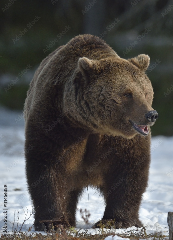 Brown Bear (Ursus arctos) in spring forest. Brown Bear (Ursus arctos) in spring forest.