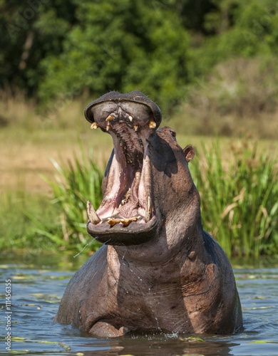 Yawning  hippopotamus in the water. The common hippopotamus (Hippopotamus amphibius)