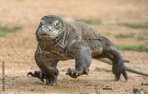 Attack of a Komodo dragon. The dragon running on sand. The Running Komodo dragon   Varanus komodoensis   .