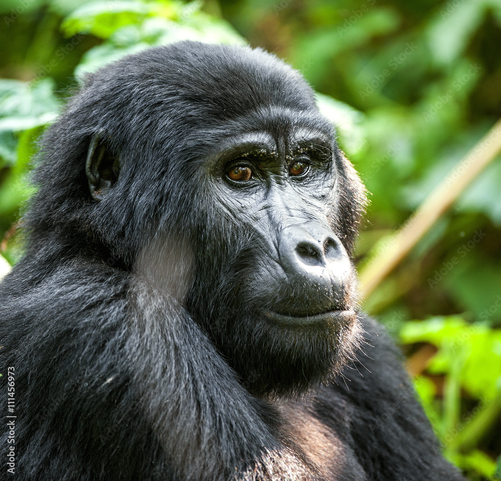 Close up Portrait of a mountain gorilla at a short distance in natural habitat. The mountain gorilla (Gorilla beringei beringei) Close up Portrait of a mountain gorilla at a short distance in natural habitat. The mountain gorilla (Gorilla beringei beringei)