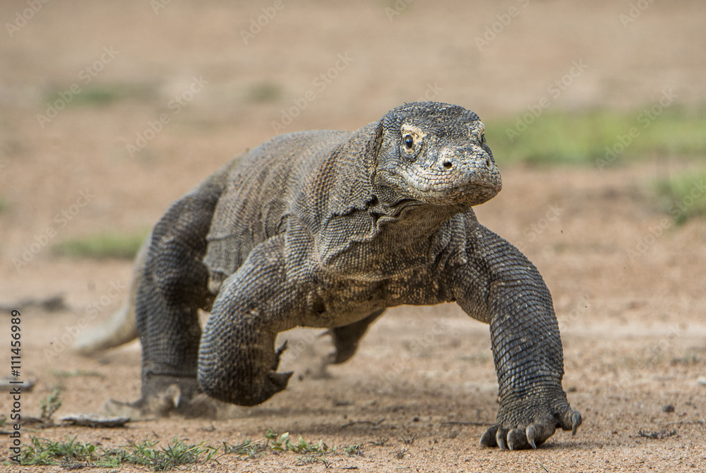 Obraz premium Attack of a Komodo dragon. The dragon running on sand. The Running Komodo dragon ( Varanus komodoensis ) .