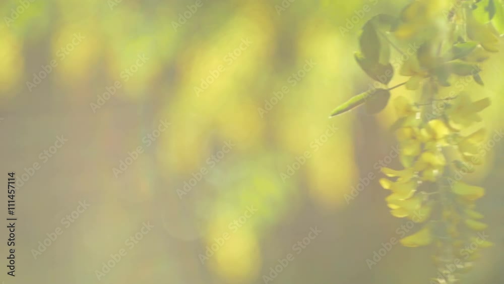 Yellow acacia blossom branch moving from slight wind on evening in yellow sinlight flares, 4K 3840 x 2160 ultra high definition footage, warm color Yellow acacia blossom branch moving from slight wind on evening in yellow sinlight flares, 4K 3840 x 2160 ultra high definition footage, warm color