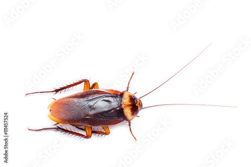 Cockroach on a white background © mydegage
