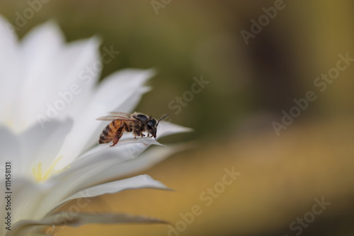 Honeybee, Apis mellifera, gathers pollen on a cactus flower in Southern California, United States. photo