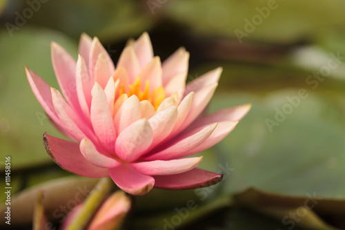 Fototapeta Naklejka Na Ścianę i Meble -  Pink water lily flower on top of a koi pond in Southern California