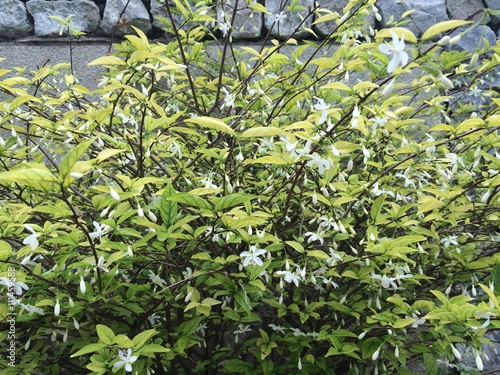 Wallpaper Mural flower field background, green leaves background Torontodigital.ca