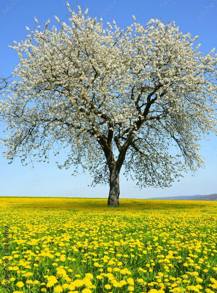 Flowering tree on dandelion field. Spring season. Flowering tree on dandelion field. Spring season.