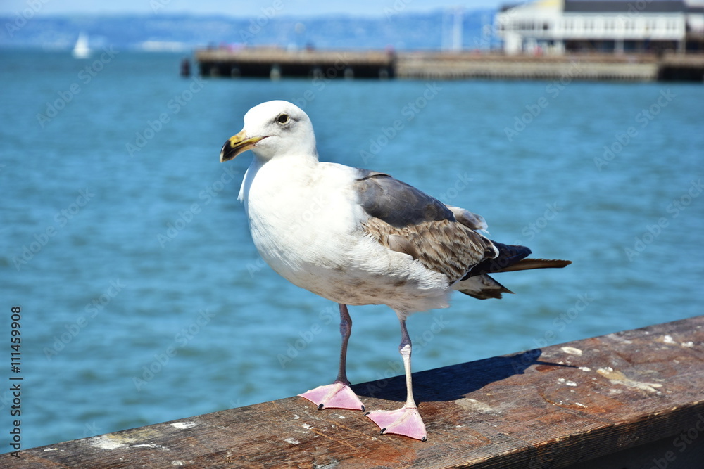 Fototapeta premium Seagull on Wooden Railing