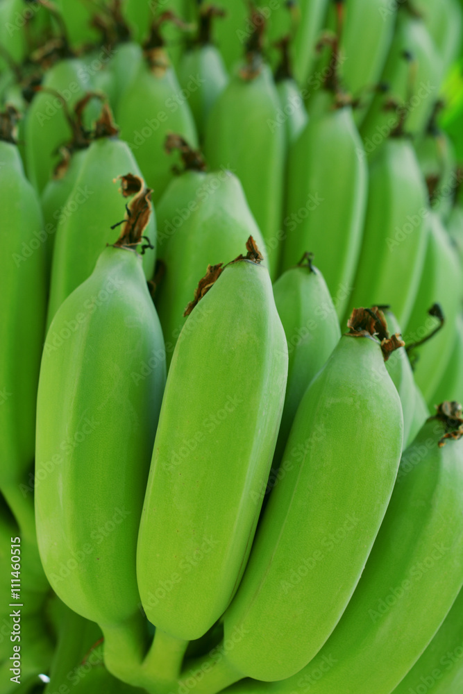 bunch of green bananas growing on banana tree. Pisang Awak banana. beautiful banana skin. famous banana in Thailand