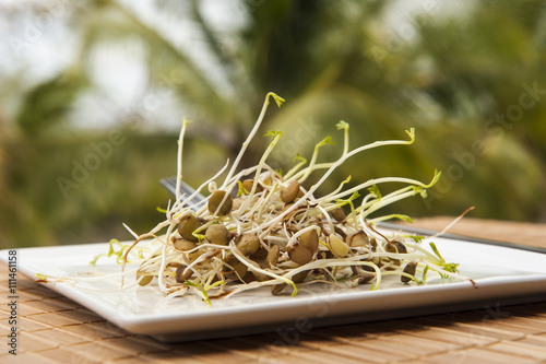 Lentil Sprouts photo