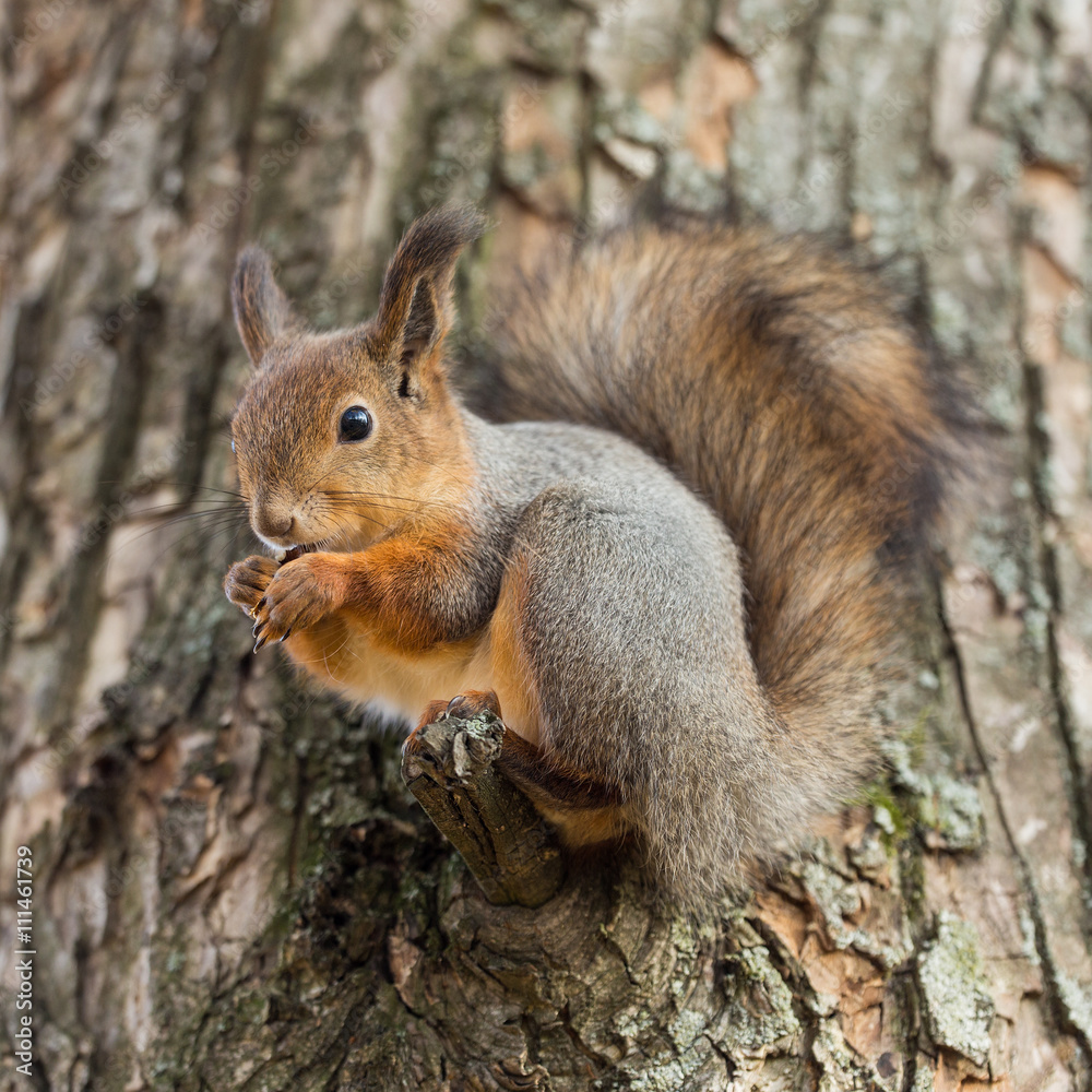 Fototapeta premium Portrait of a squirrel