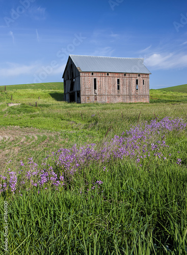 Wild flowers leading to old barn.