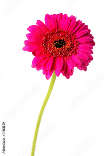 Bright pink daisy
