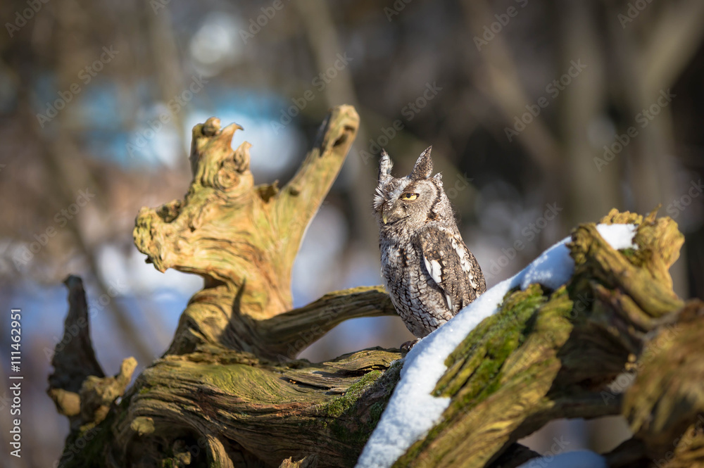 Fototapeta premium Screech owl on a tree with snow