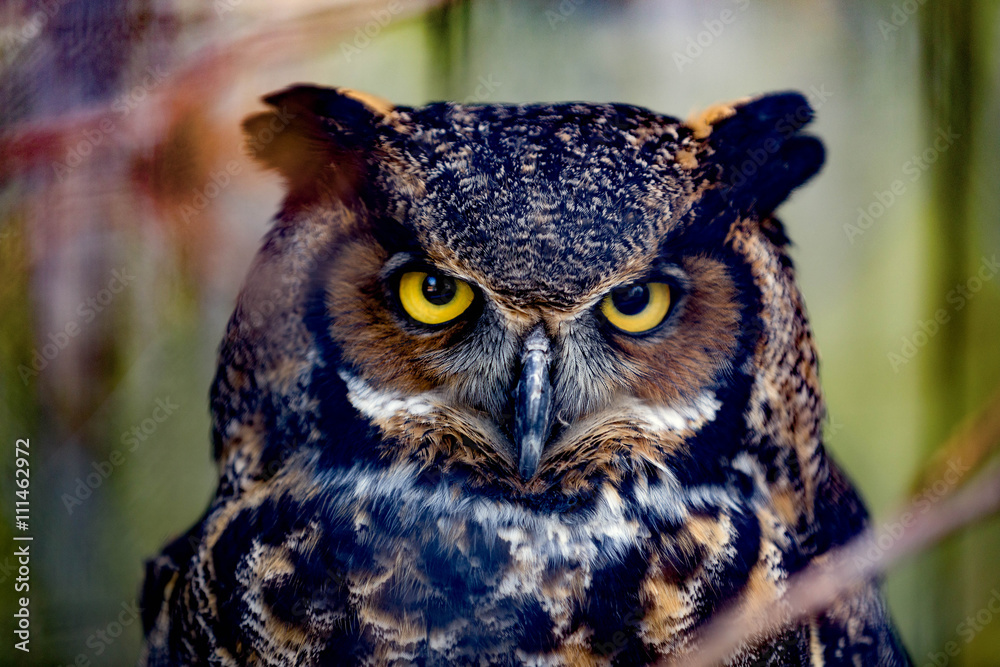 Fototapeta premium Gray horned owl close up