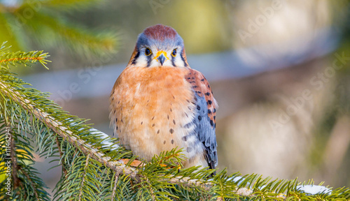 Foto American Kestrel on a Tree Branch