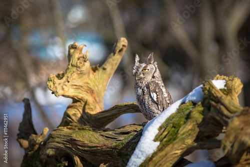Screech owl on a tree with snow