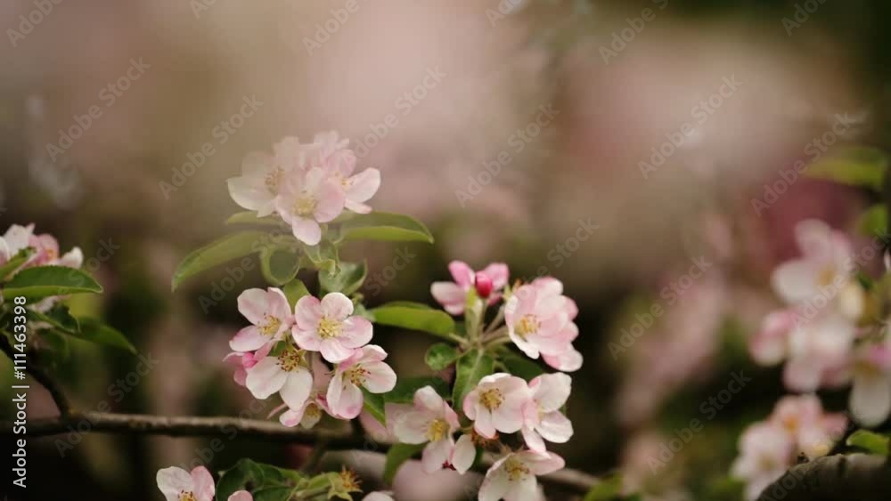 Cherry blossoms blooming in spring. Cherry blossoms blooming in spring.