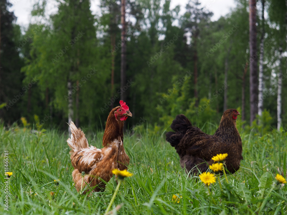 Fototapeta premium Chickens, roosters in the high green grass 