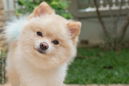 pomeranian small dog cute pets friendly in home photo