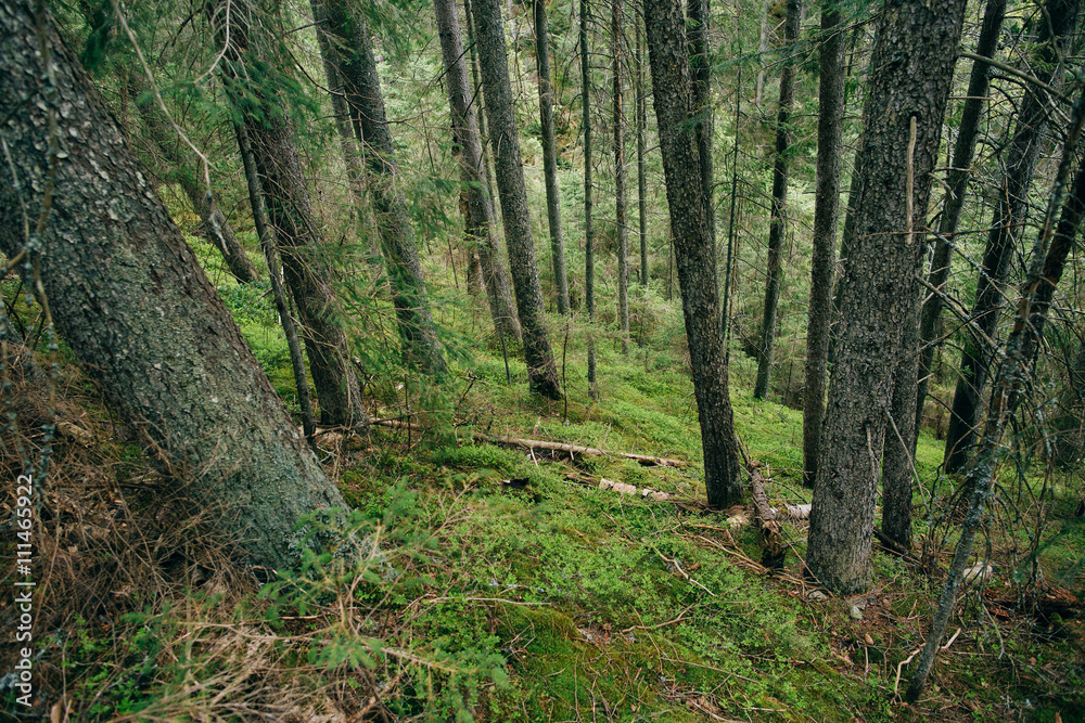 Green Mountain Forest wood background. Misty pine forest landscape. Travel