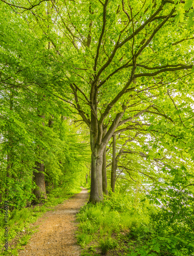 Natur Laubwald Weg