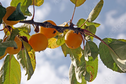 Gold Apples / Yellow apples on a branches in Swiss garden