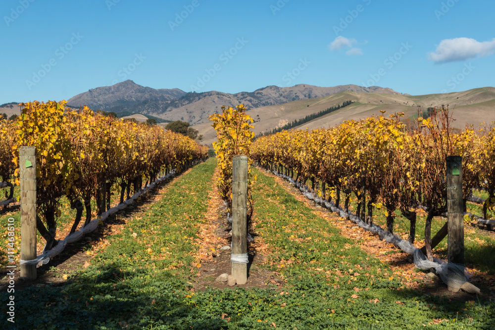 vineyard in autumn with copy space