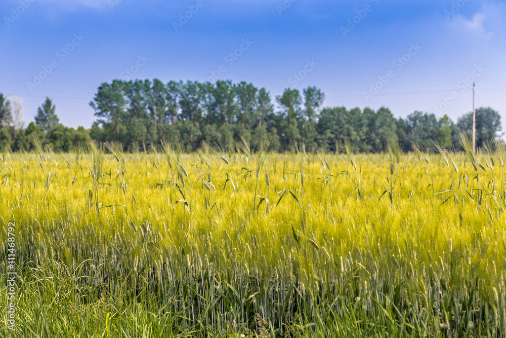 ears in a field of green wheat