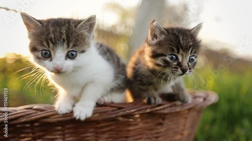 Two funny kittens trying to jump from basket.
