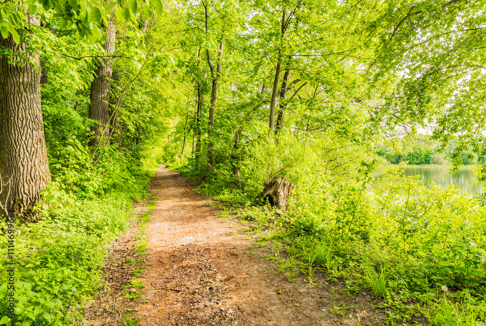 Waldweg Spaziergang Natur Laubwald Waldweg Spaziergang Natur Laubwald